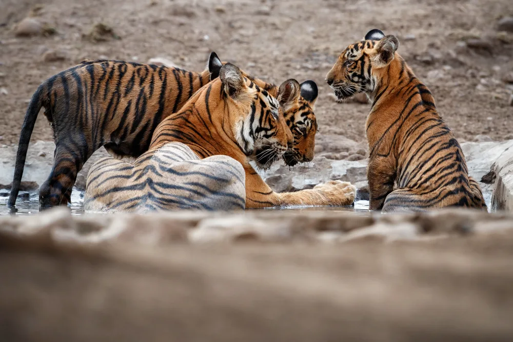 ranthambore tiger reserve