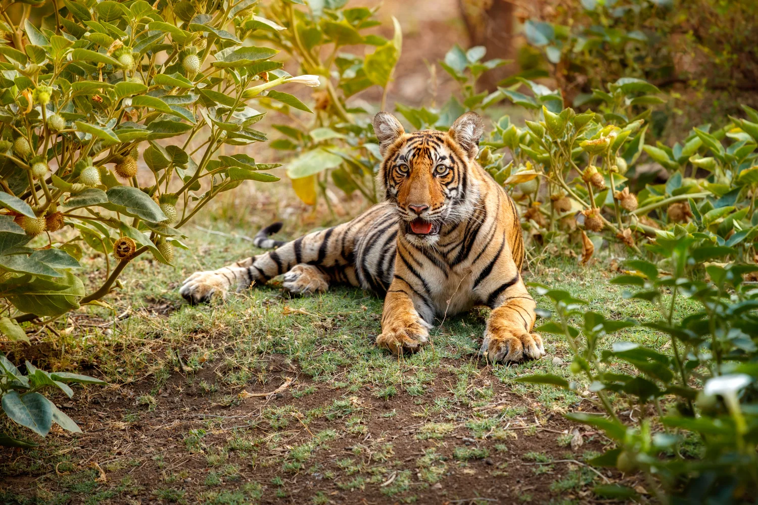 tiger banner