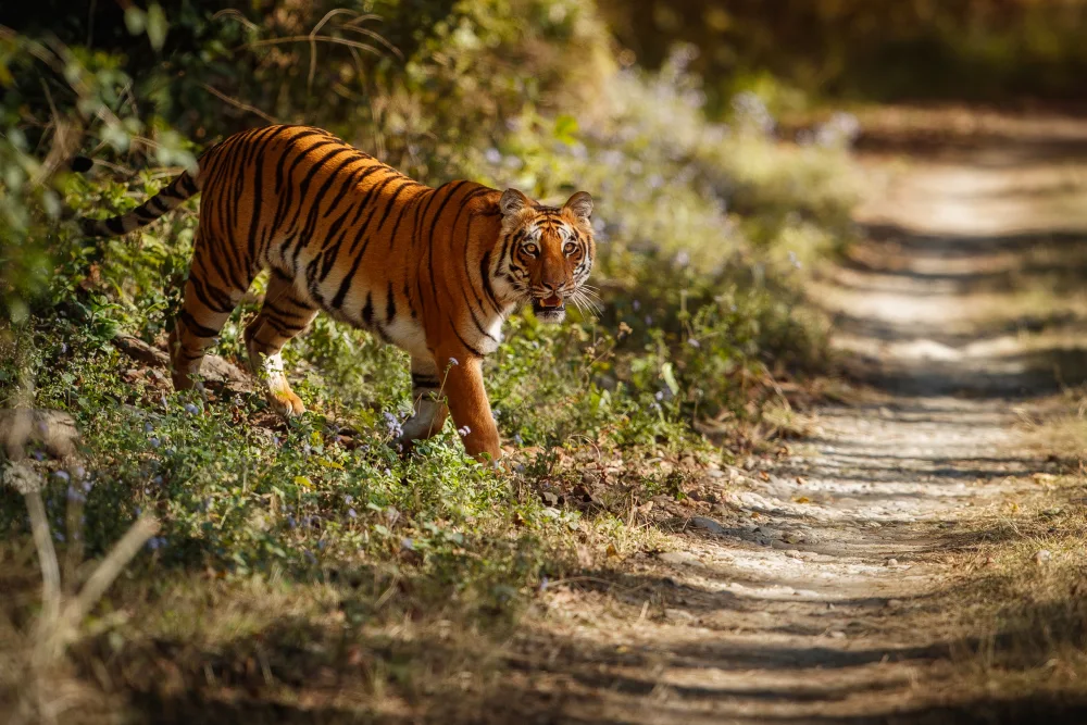 tiger trails india