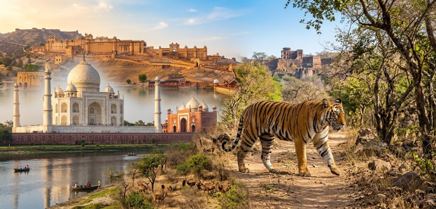 Golden Triangle Tour with Ranthamboreand