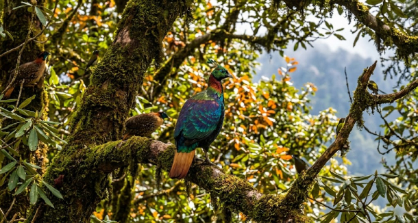 Himalayan Birds Forest