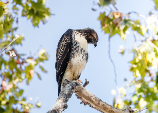 Lesser Florican – Sypothetides India