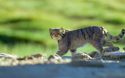 The Behaviour Patterns Of The Pallas Cat