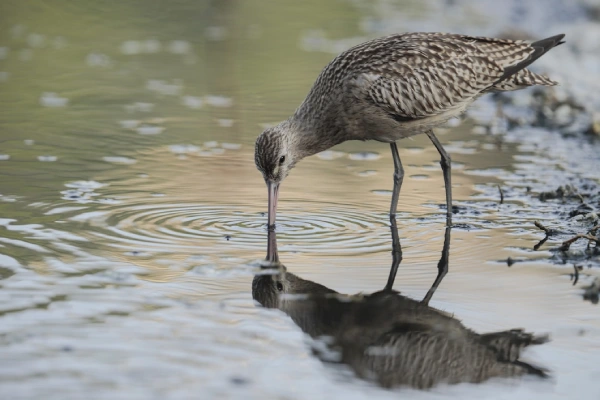 all india birding tours