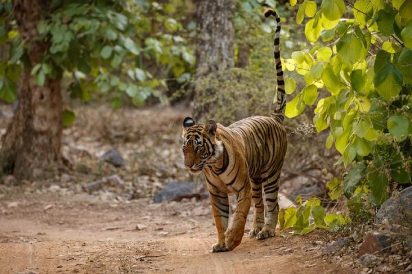 tiger (1)